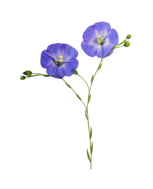 istock Pressed and dried delicate blue flower flax, isolated 849643512