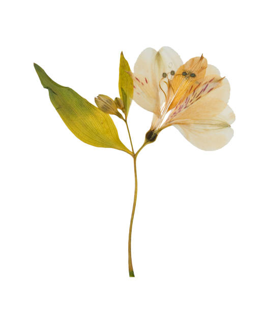 istock Pressed and dried flower alstroemeria, isolated 849643528