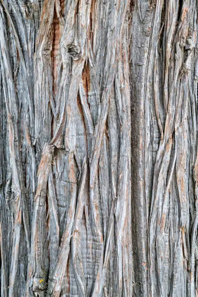 texture of an old juniper tree trunk with vertical bark patterns