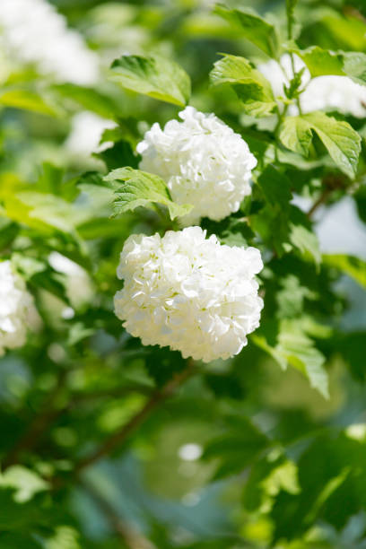 istock beautiful white flowers in nature 849648750