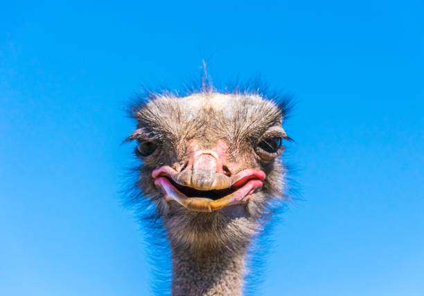 Summer poultry farm. Funny cheerful goady ostrich
