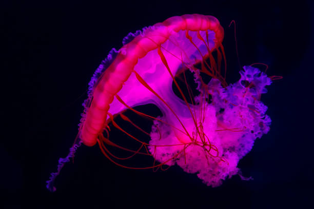 istock floating jellyfish in the sea 849659886
