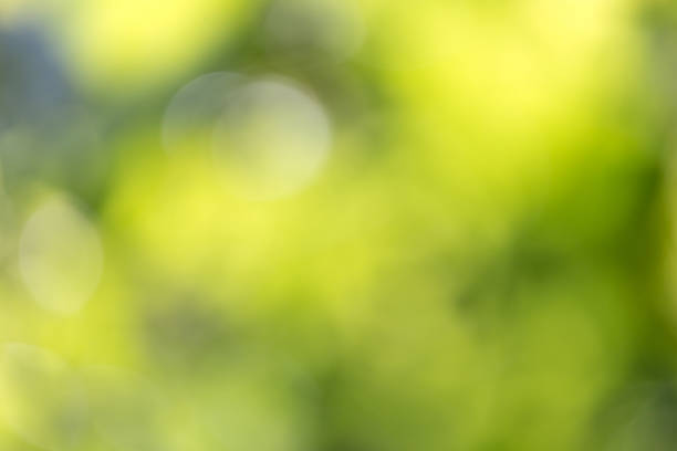 istock beautiful bokeh in nature 849660488
