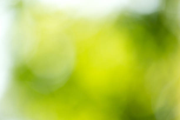 istock beautiful bokeh in nature 849660900