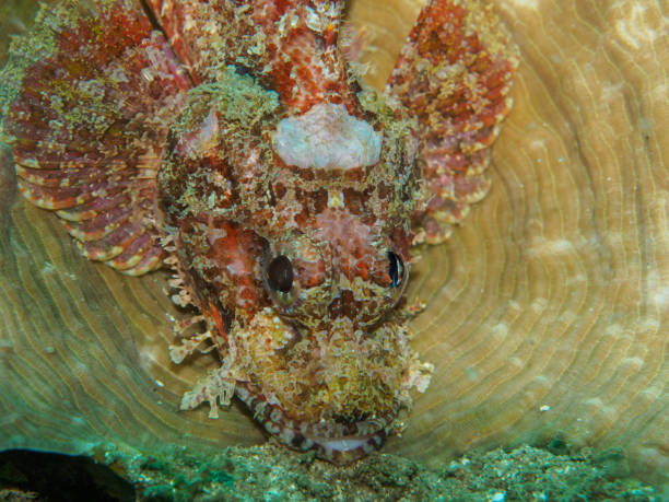 istock scorpion fish on the coral 849666442