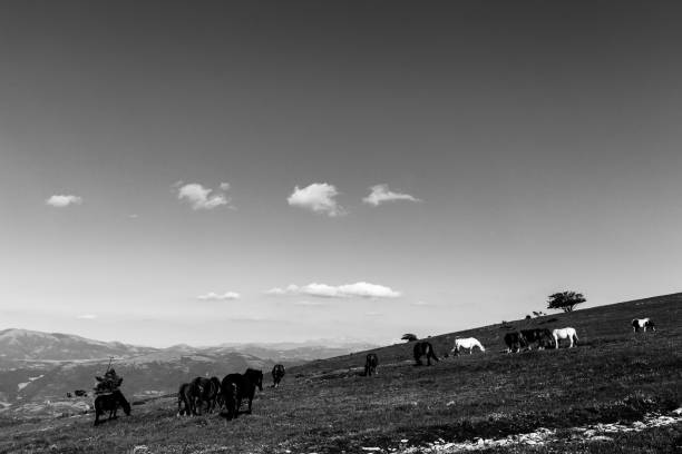 istock Horses on a mountain, near some small trees and beneath a big sky with white clouds 849667396