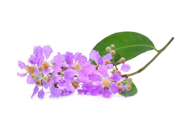 istock purple flower (Lagerstroemia floribunda) isolated on white background 849667506