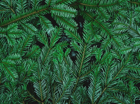 Hojas de pino verde en el suelo photo