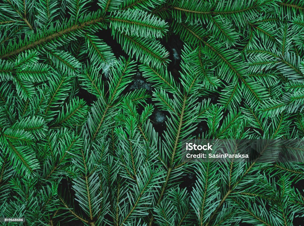 Hojas de pino verde en el suelo - Foto de stock de Pino - Conífera libre de derechos