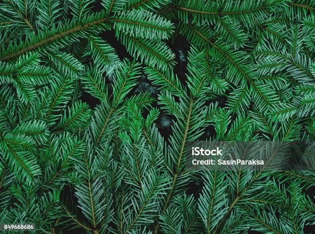 Hojas De Pino Verde En El Suelo Foto de stock y más banco de imágenes de Pino - Conífera - Pino - Conífera, Fondos, Con textura