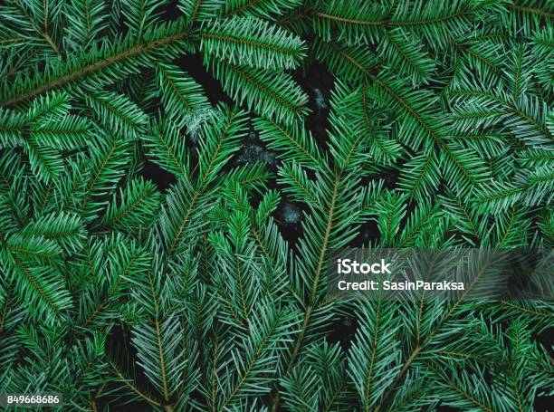 Green Pine Leaves On The Ground Stock Photo - Download Image Now - Pine Tree, Backgrounds, Close-up