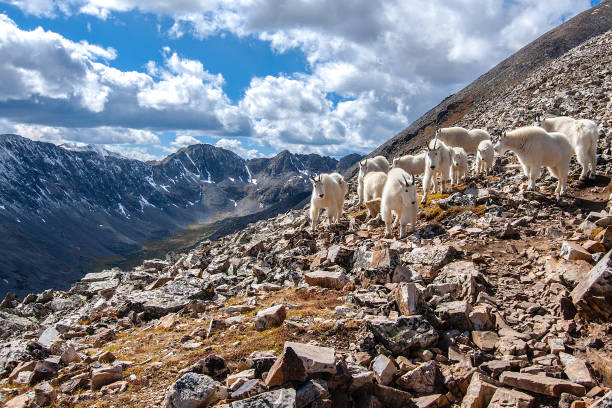 istock Mountain Goats in the Rocky Mountains 849671072