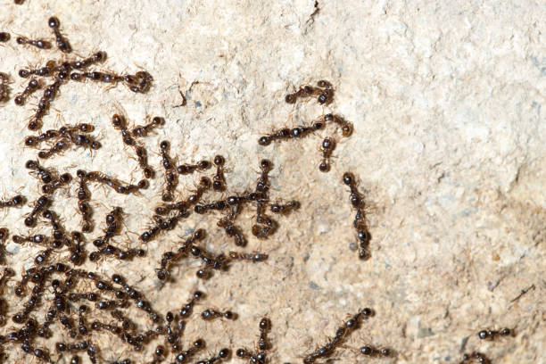 istock thousands of black ants on stony ground 849671632