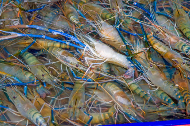 istock Seafood fresh shrimp with many live clams. 849671644