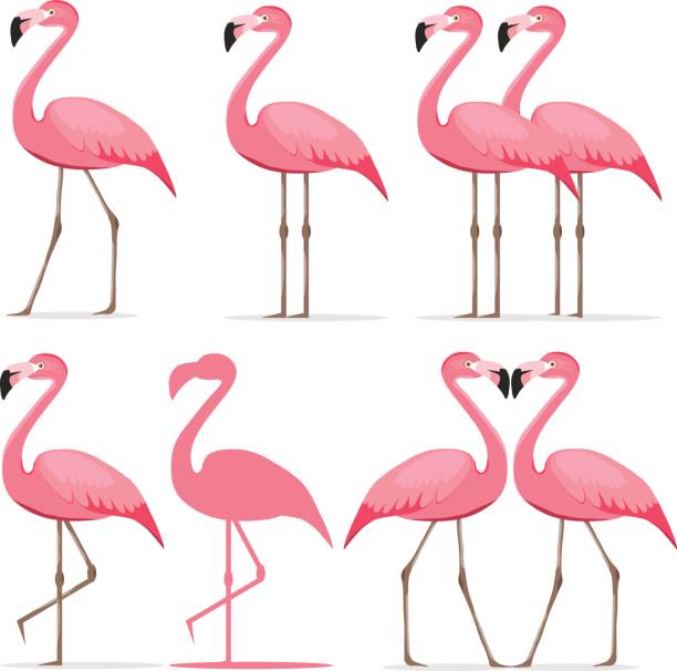 illustrations, cliparts, dessins animés et icônes de flamant rose, un ensemble de flamants roses - flamingo bird isolated animal leg