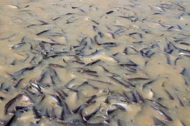 istock Many fish in the river eat food. 849677150