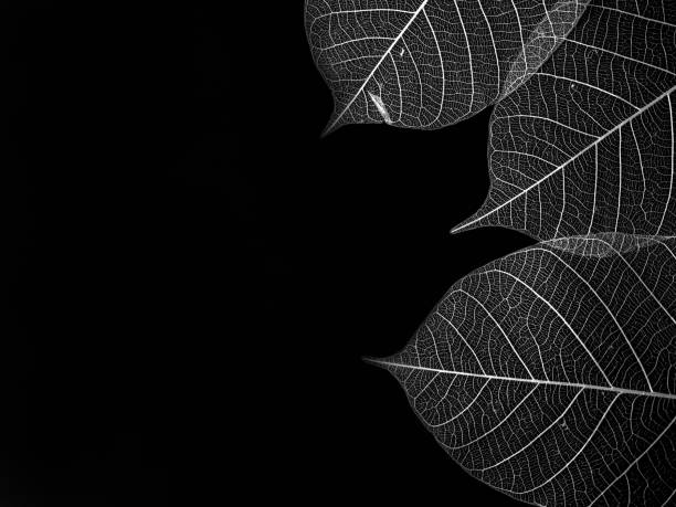 Skeleton of leaf on corner of black background