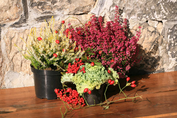istock Heathers with cabbage and lantern on window. Autumn crops. 849680940