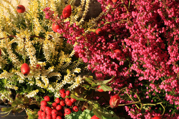 istock Heathers with cabbage and lantern on window. Autumn crops. 849680954