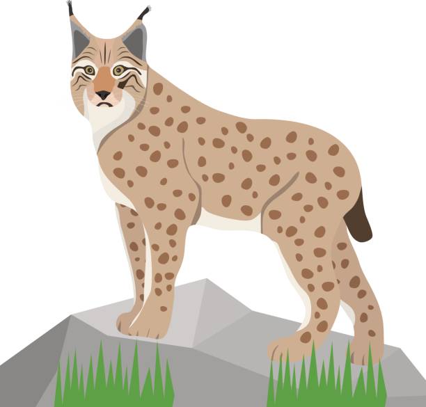 illustrations, cliparts, dessins animés et icônes de lynx sur fond blanc, lynx réaliste sur la pierre. - lynx
