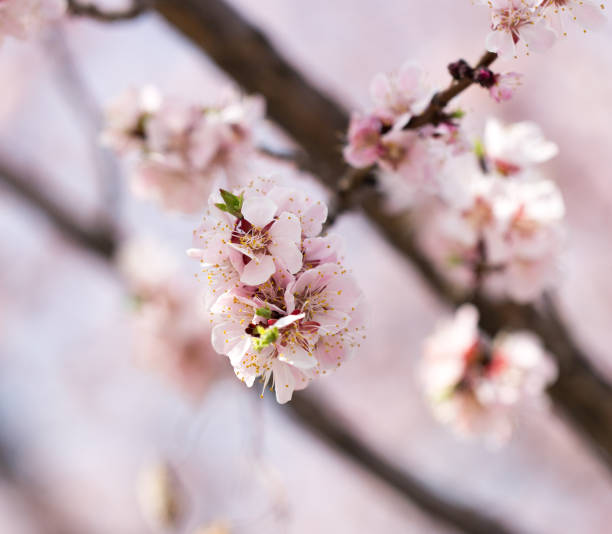 istock beautiful flowers on the tree in nature 849683438