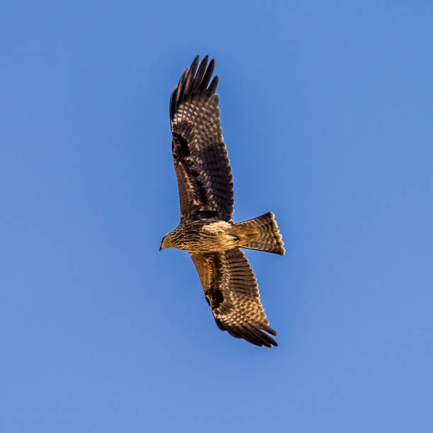istock A large bird of prey in flight 849687528
