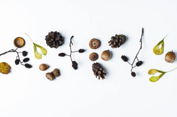 istock Yellow leaves and cones on a white background. Autumn concept 849692612
