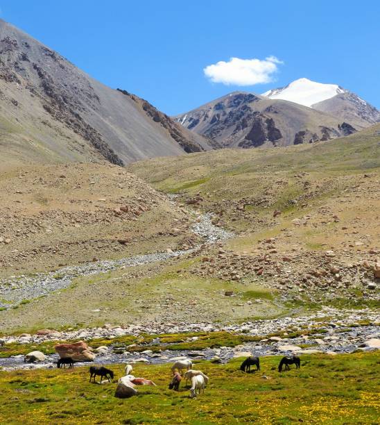istock Horses grazing in the valley 849695334