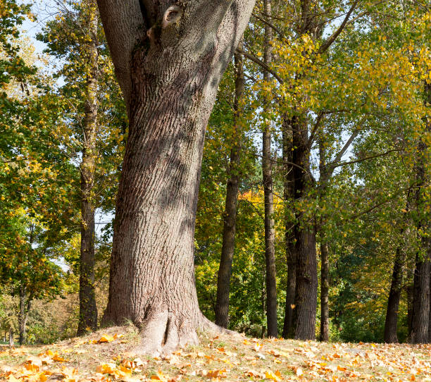 istock part of a tree trunk in autumn park 849695904