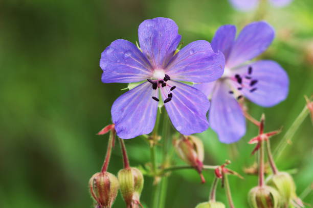 blue geranium pratense flower. geranium pratense known as the meadow crane's-bill or meadow geranium - geranium pratense imagens e fotografias de stock