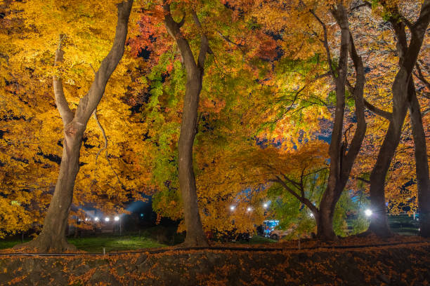istock Autumn yellow and red maple leaves 849699860