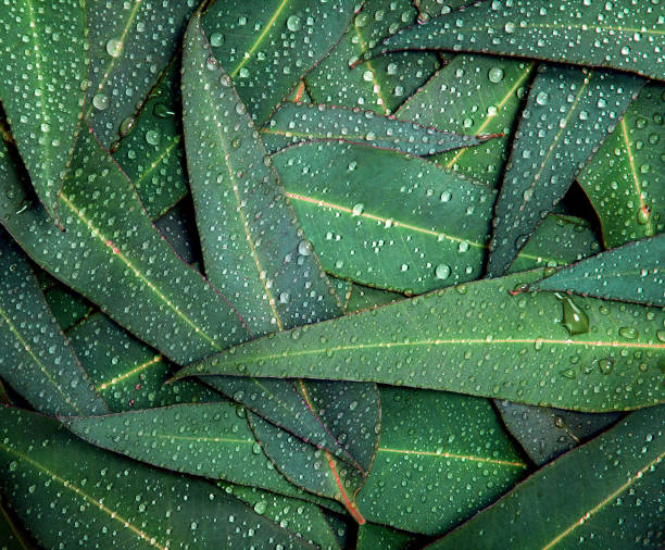 istock Nature Eucalyptus leaves with water rain drop background 849700190