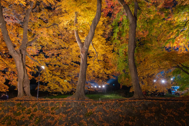 istock Autumn yellow and red maple leaves 849700776