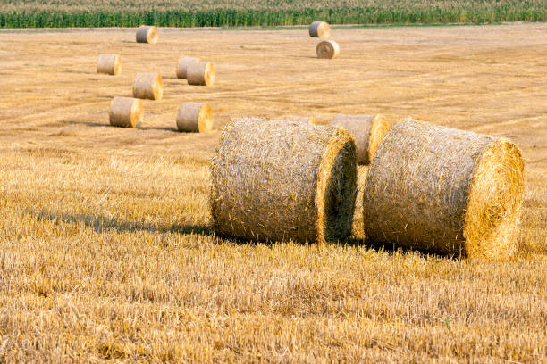 istock Gold wheat field and blue sky 849703802