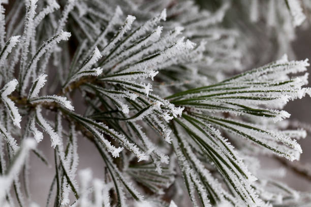 istock Frost on needles of pine 849703854