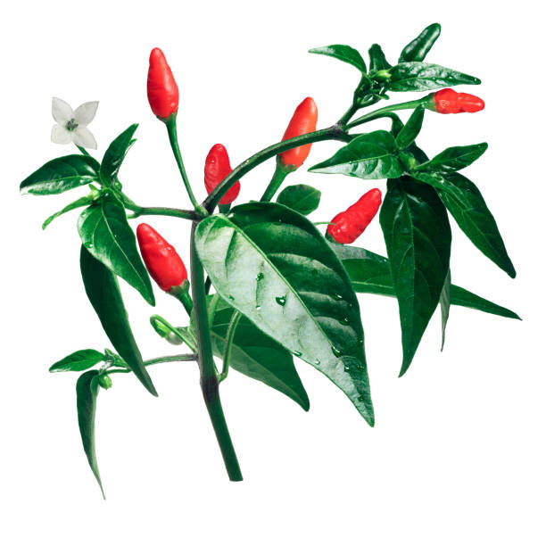 Pequin or piquin chile pepper, plant with fruits (Capsicum annuum var. glabriusculum). Clipping path