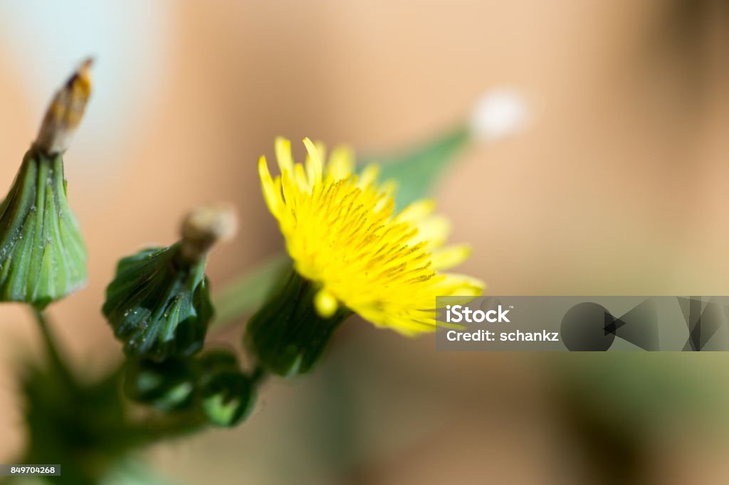 yellow dandelion on nature. macro Glacier Pasterze Stock Photo