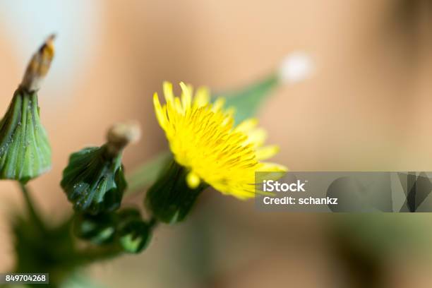 Yellow Dandelion On Nature Macro Stock Photo - Download Image Now - Glacier Pasterze, Horizontal, Kazakhstan