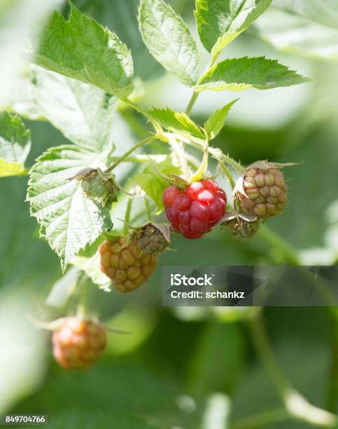 Raspberry In Nature Stock Photo - Download Image Now - Basketball - Sport, Kazakhstan, No People