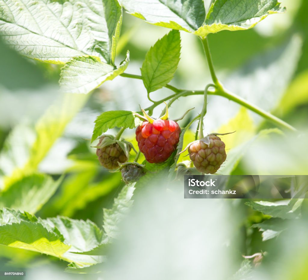 raspberry in nature Basketball - Sport Stock Photo