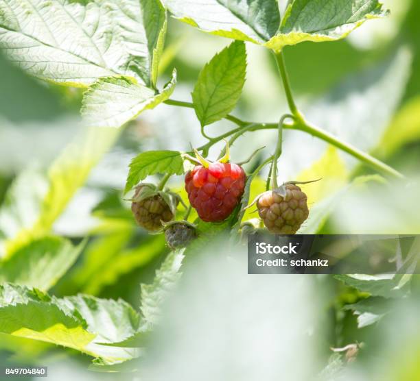 Raspberry In Nature Stock Photo - Download Image Now - Basketball - Sport, Horizontal, Kazakhstan