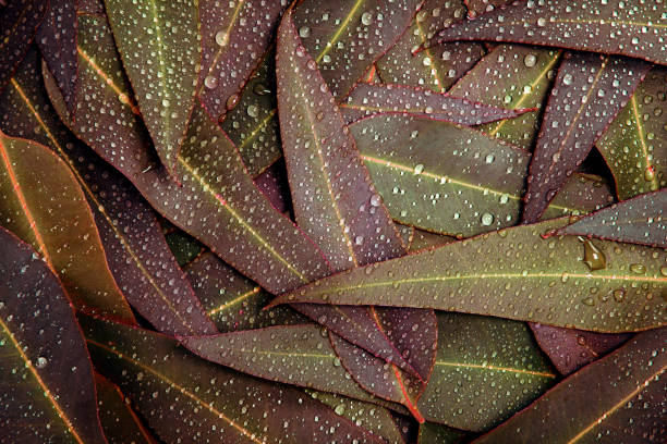 istock The Nature autumn  Eucalyptus leaves with water rain drop background 849704950