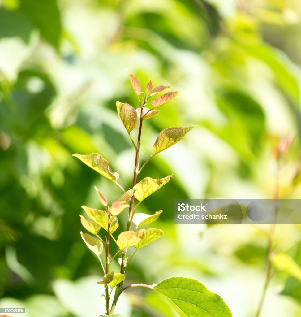 Beautiful branch of a tree in nature Kazakhstan Stock Photo