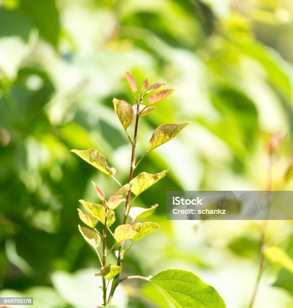 Beautiful Branch Of A Tree In Nature Stock Photo - Download Image Now - Kazakhstan, No People, Photography