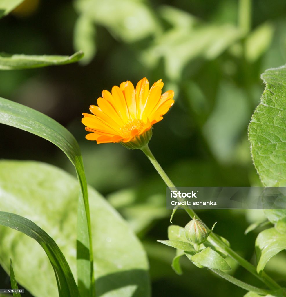 orange flower on nature Botanical Beach - British Columbia Stock Photo