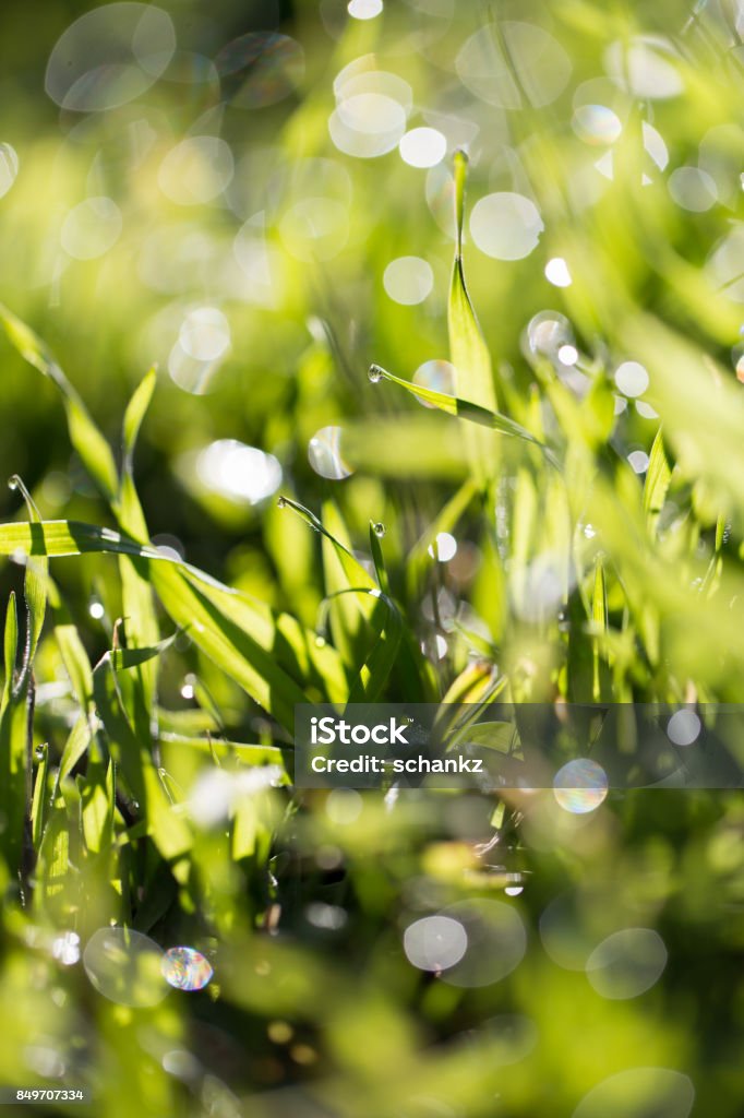 beautiful dew on the grass Kazakhstan Stock Photo