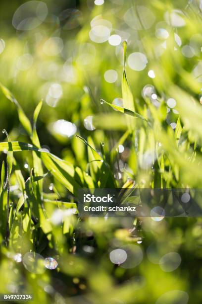 Beautiful Dew On The Grass Stock Photo - Download Image Now - Kazakhstan, Lawn Bowling, London Marathon