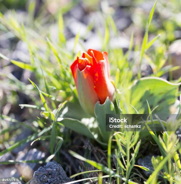 Red Tulip On The Wild Nature Stock Photo - Download Image Now - Botanical Beach - British Columbia, Kazakhstan, London Marathon