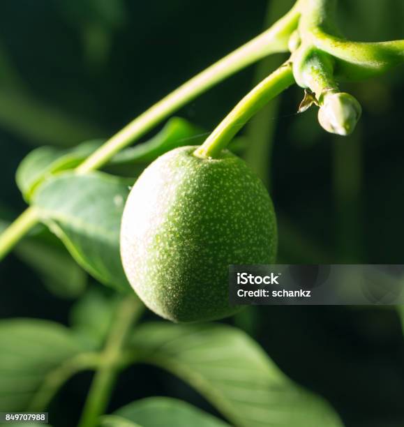 Walnut Tree In Nature Stock Photo - Download Image Now - Kazakhstan, No People, Photography