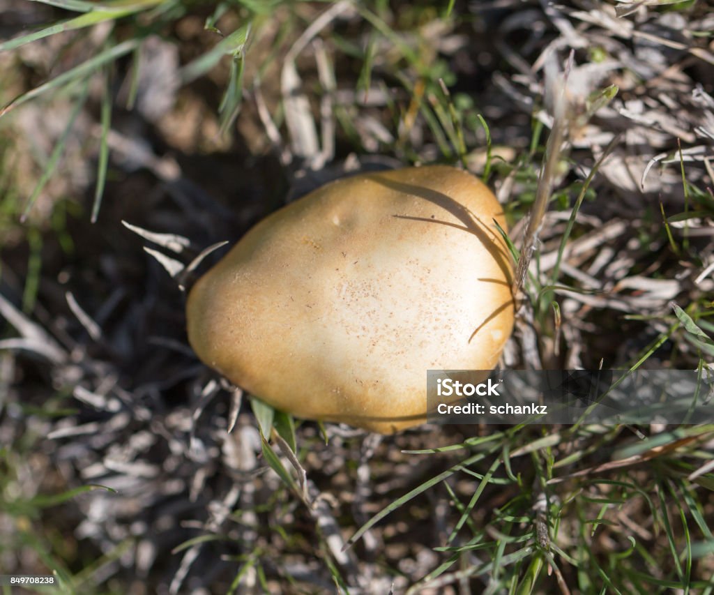 mushroom in nature Horizontal Stock Photo